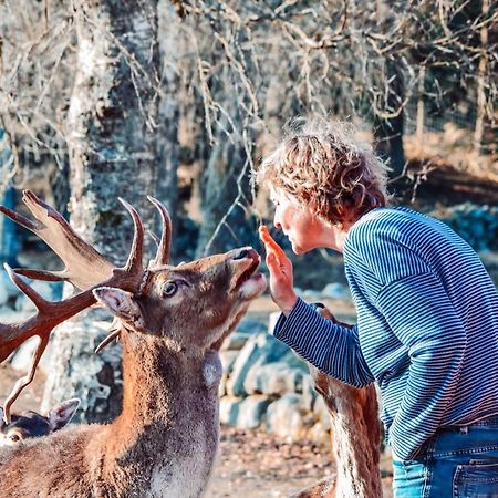 הוילה Tyringe Damwildfarm In Rollerbue Suedschweden מראה חיצוני תמונה