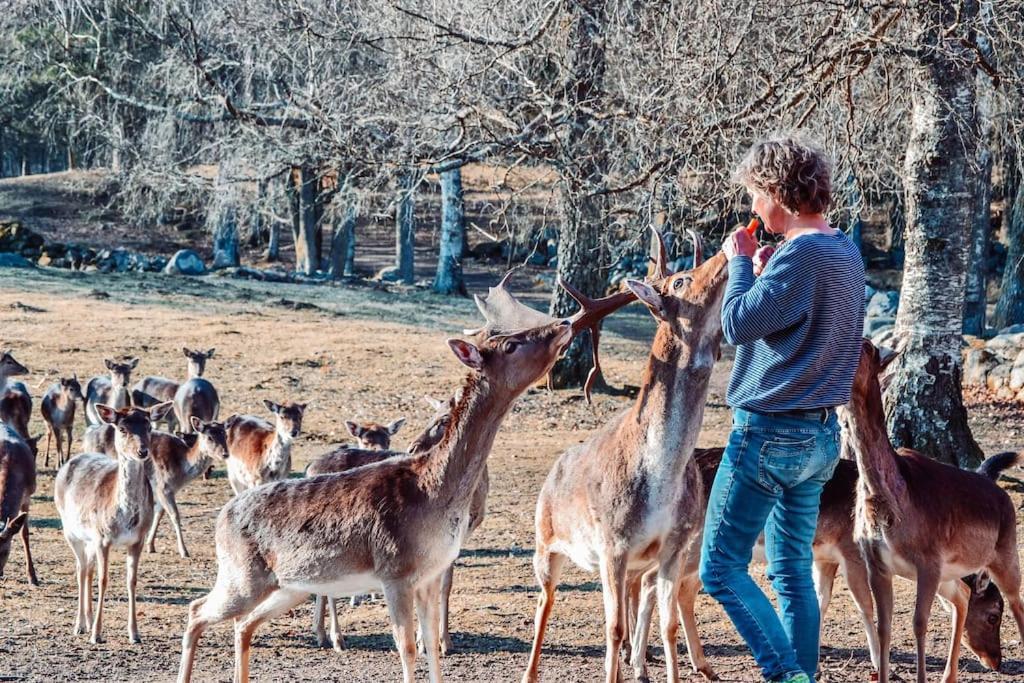 הוילה Tyringe Damwildfarm In Rollerbue Suedschweden מראה חיצוני תמונה