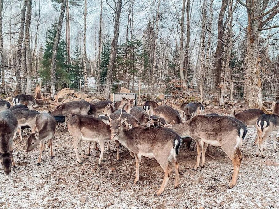 הוילה Tyringe Damwildfarm In Rollerbue Suedschweden מראה חיצוני תמונה