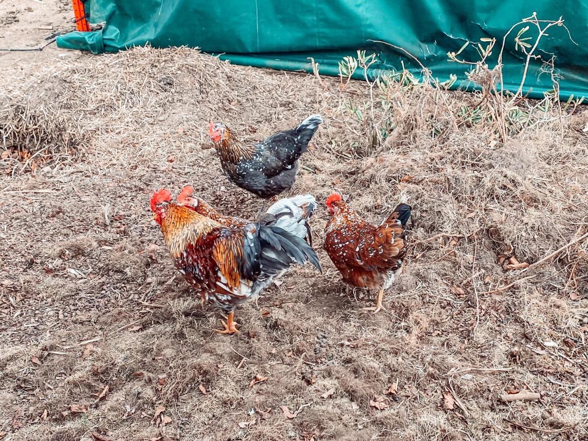 הוילה Tyringe Damwildfarm In Rollerbue Suedschweden מראה חיצוני תמונה