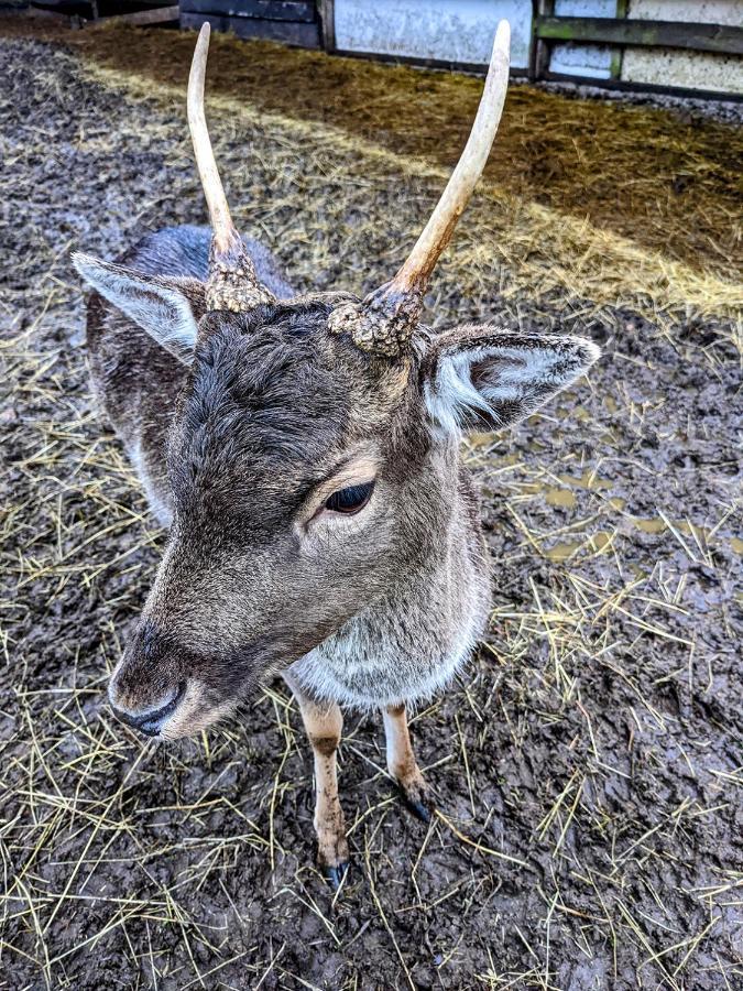 הוילה Tyringe Damwildfarm In Rollerbue Suedschweden מראה חיצוני תמונה