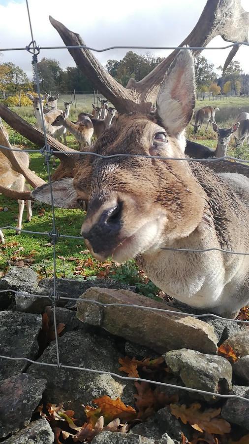 הוילה Tyringe Damwildfarm In Rollerbue Suedschweden מראה חיצוני תמונה