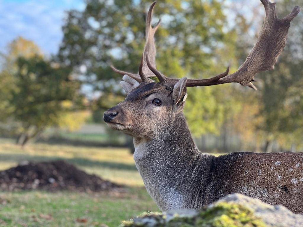 הוילה Tyringe Damwildfarm In Rollerbue Suedschweden מראה חיצוני תמונה